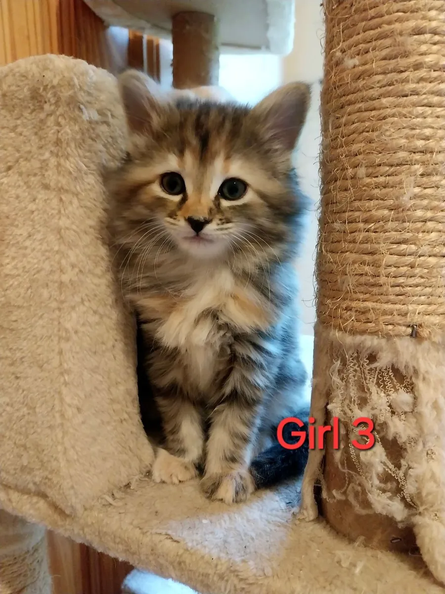 Adorable Kittens - Image 2