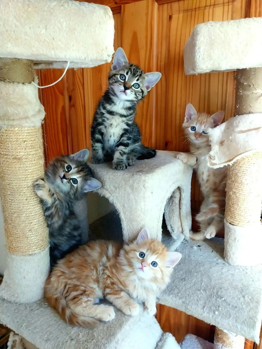 Adorable Kittens - Image 1