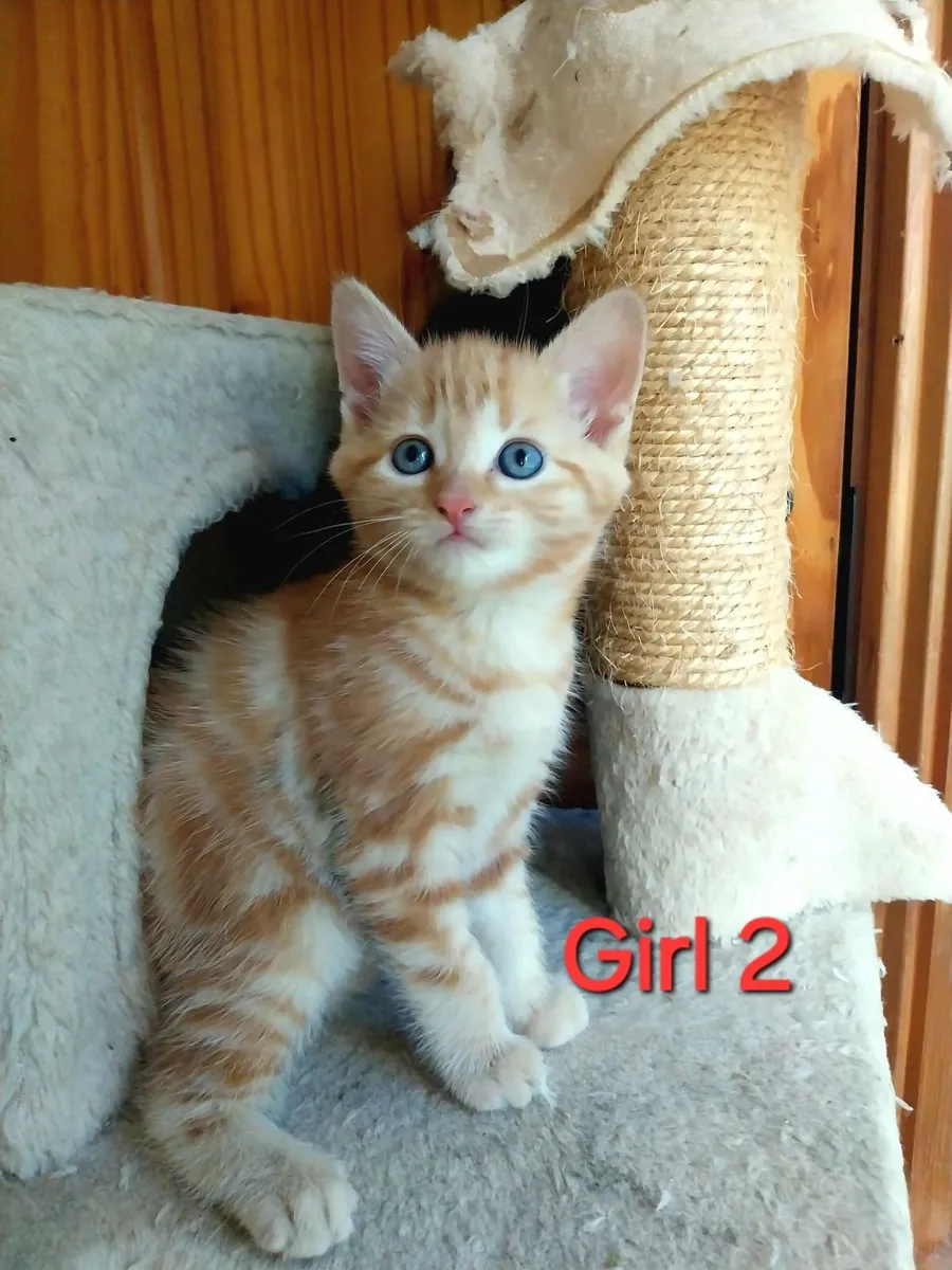 Adorable Kittens - Image 3