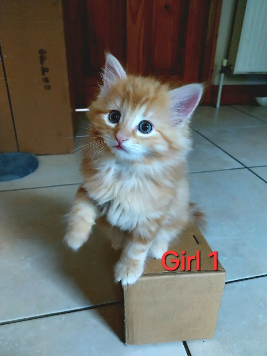Adorable Kittens - Image 4