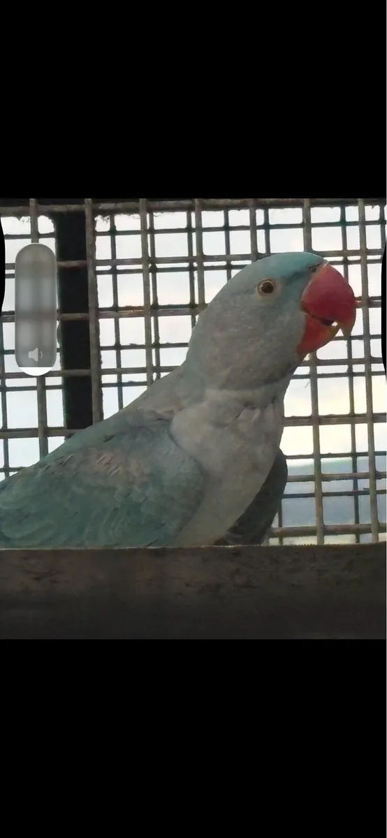 Birds - Image 3