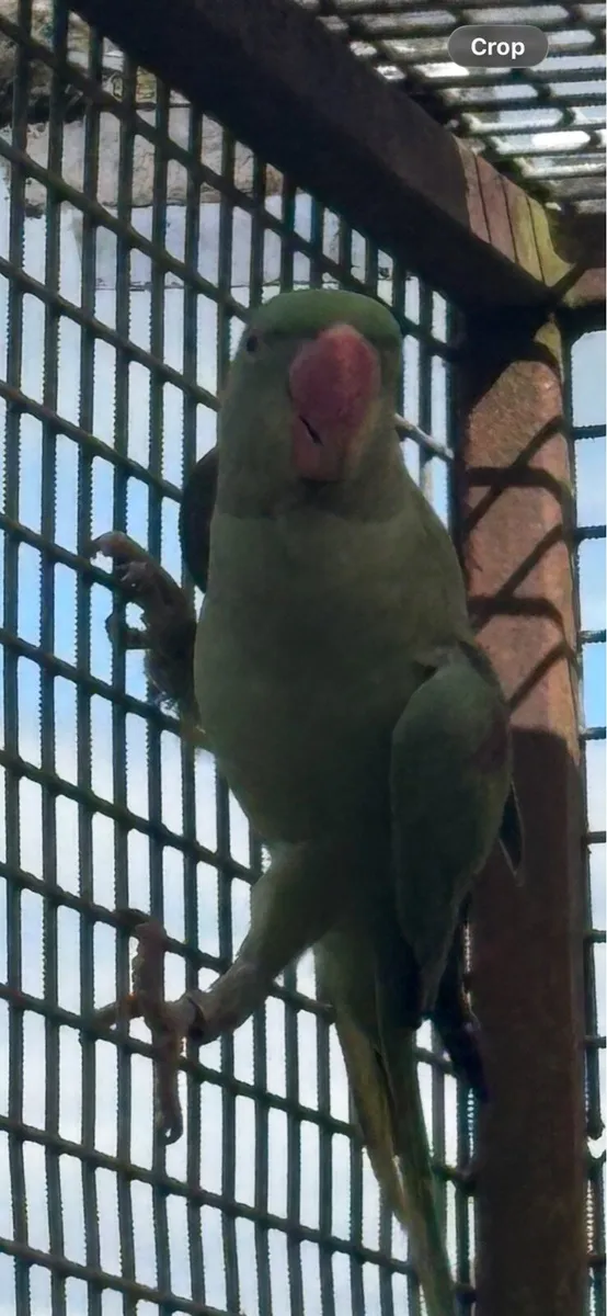 Birds - Image 4