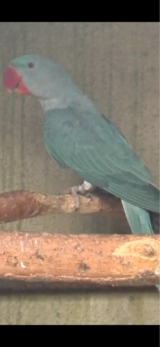 Birds - Image 1