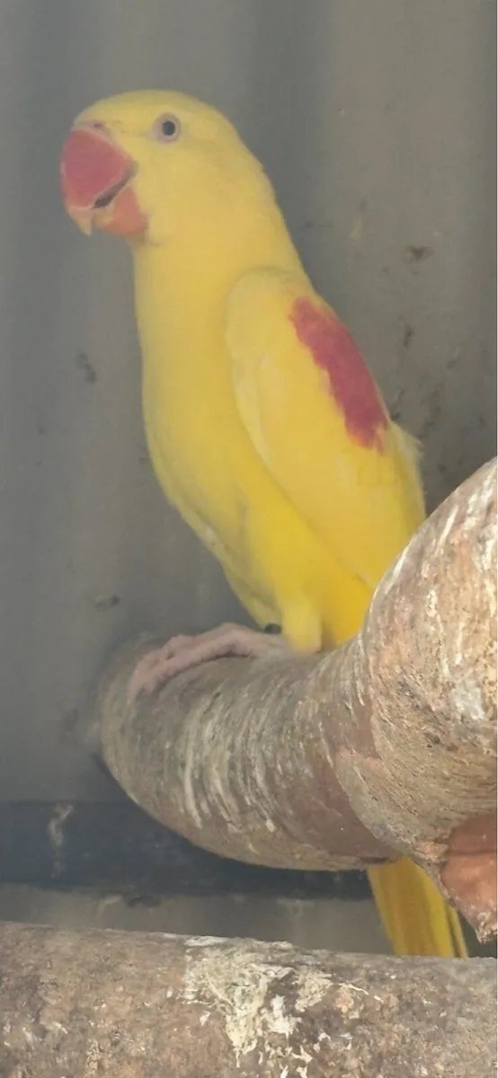 Birds - Image 2