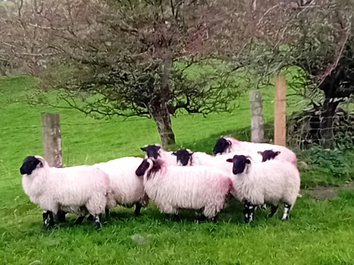 Ewe Lambs for Sale - Image 4