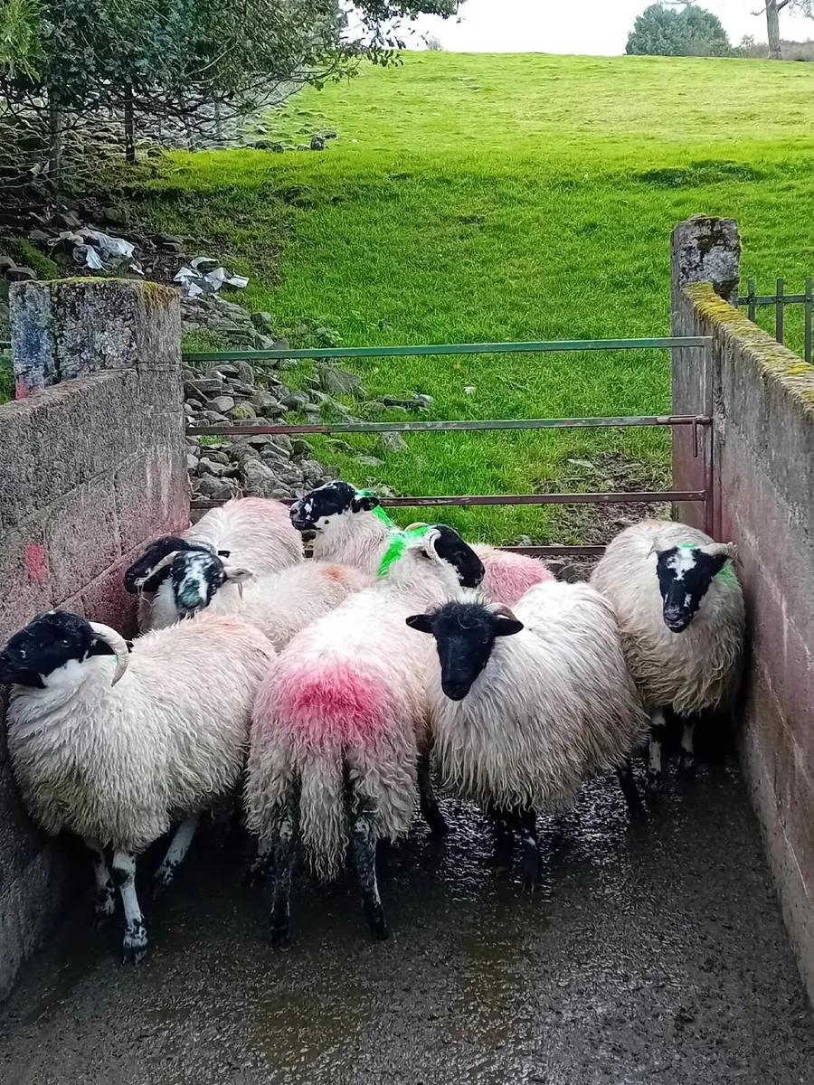 Ewe Lambs for Sale - Image 2