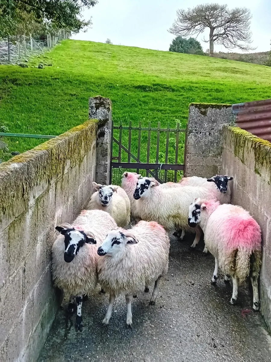 Ewe Lambs for Sale - Image 3
