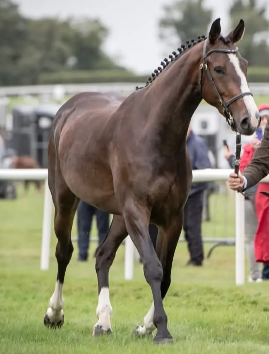 Horse