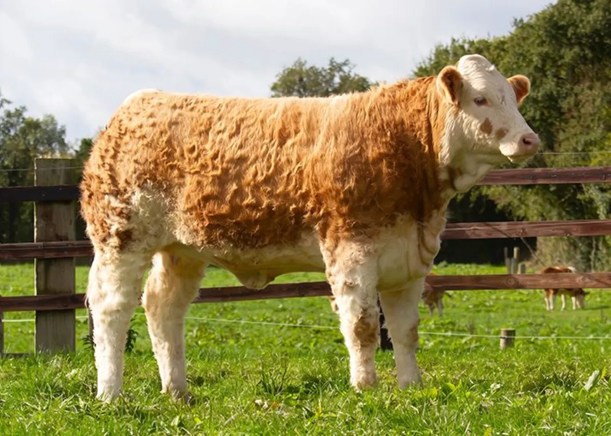Draft Sale of 15 Pedigree Sim "Foundation Females" - Image 1