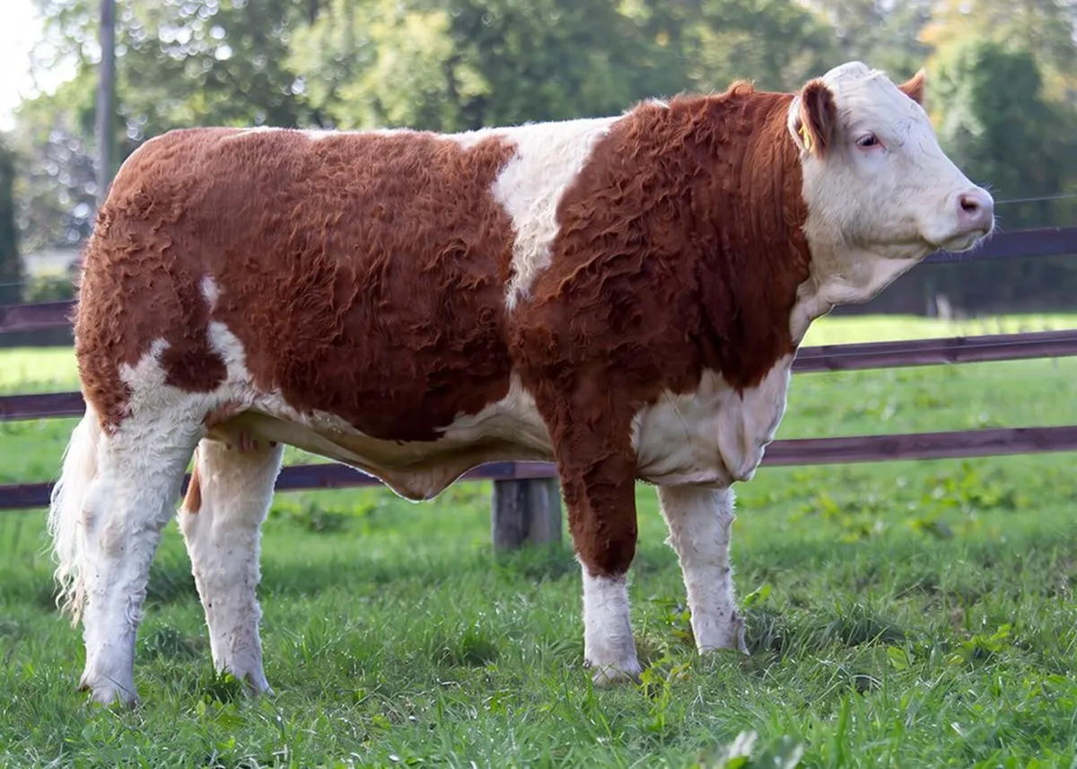 Draft Sale of 15 Pedigree Sim "Foundation Females" - Image 2