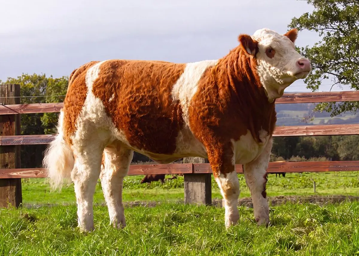 Draft Sale of 15 Pedigree Sim "Foundation Females" - Image 4