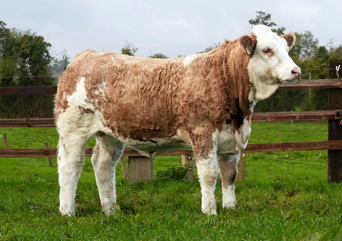 Draft Sale of 15 Pedigree Sim "Foundation Females" - Image 3