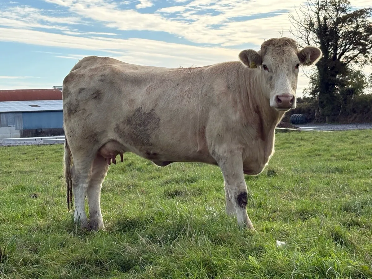 First calved  heifer and heifer  calf - Image 2