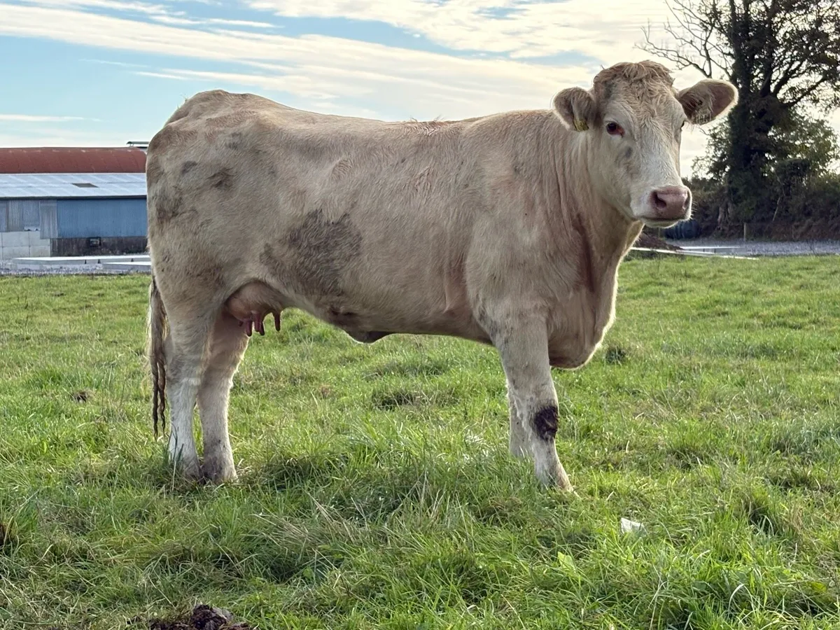 First calved  heifer and heifer  calf - Image 3