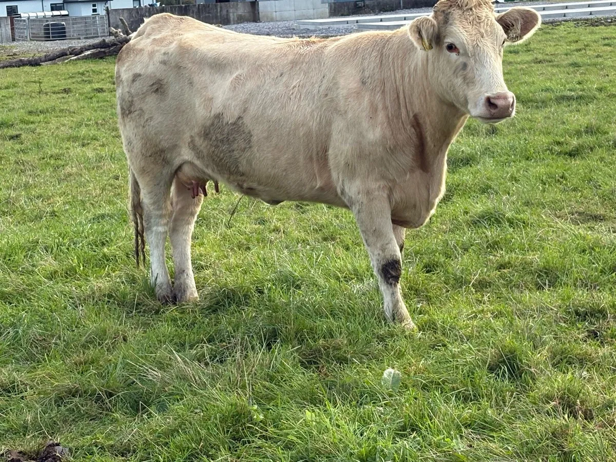 First calved  heifer and heifer  calf - Image 4