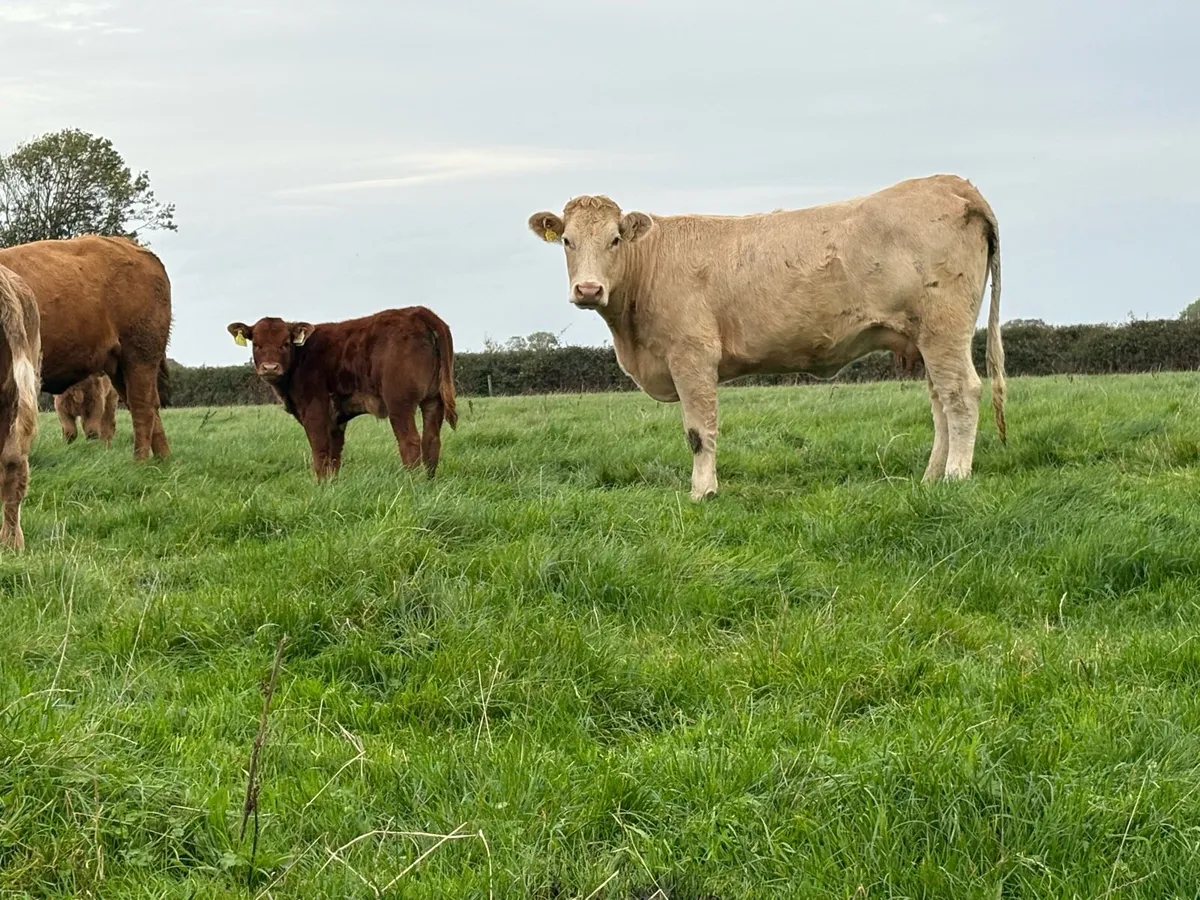 First calved  heifer and heifer  calf - Image 1