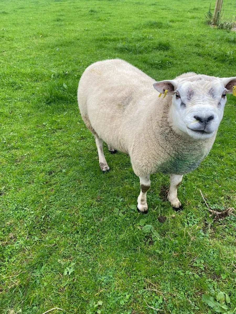 Rams - Image 1