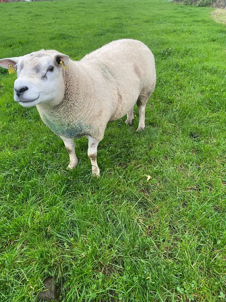 Rams - Image 2
