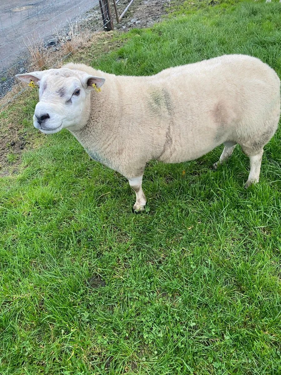 Rams - Image 3