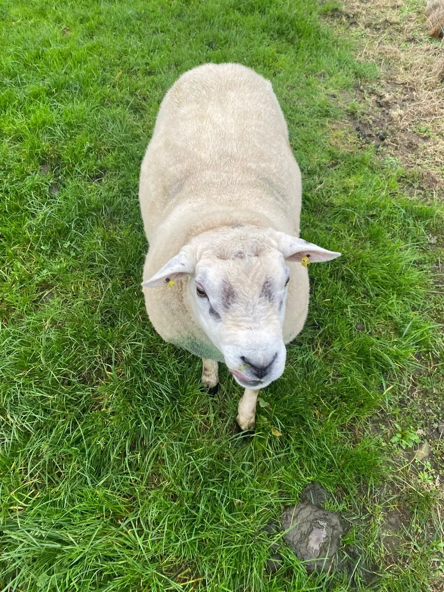 Rams - Image 4