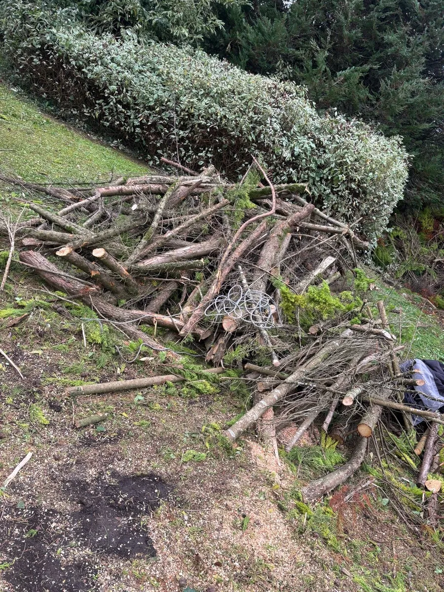 Timber fire wood - Image 2
