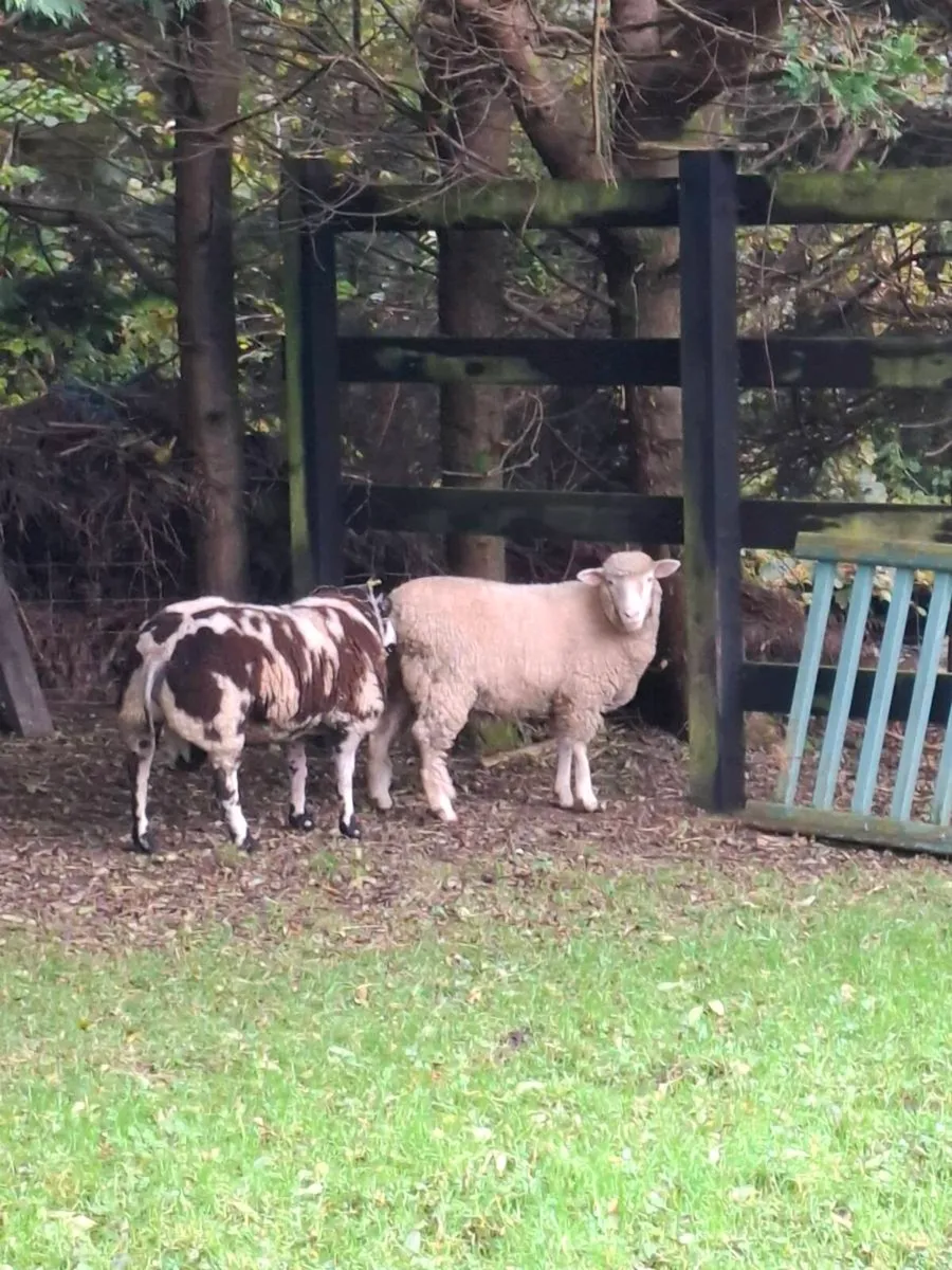 Dorset ewe lamb - Image 1