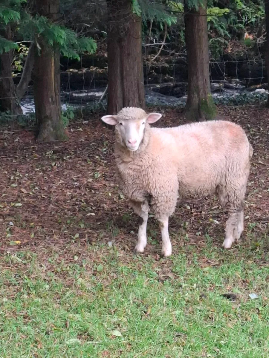 Dorset ewe lamb - Image 2