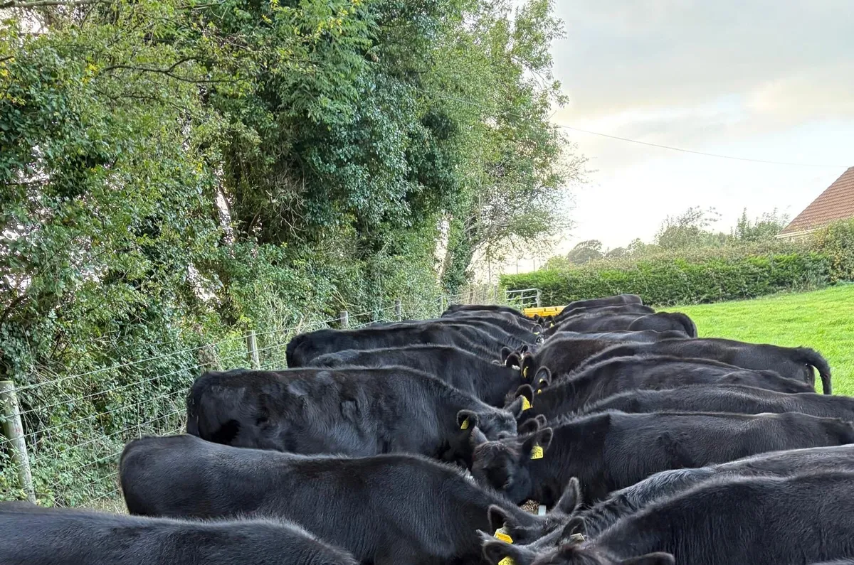 29 Angus Heifers