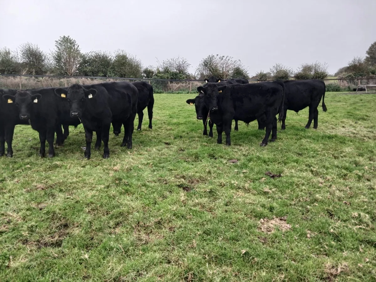 10 super 330 kilo angus bullocks for sale - Image 3
