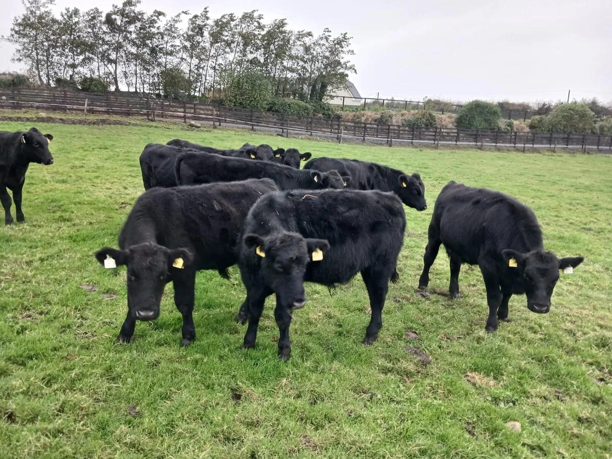 10 super 330 kilo angus bullocks for sale - Image 4