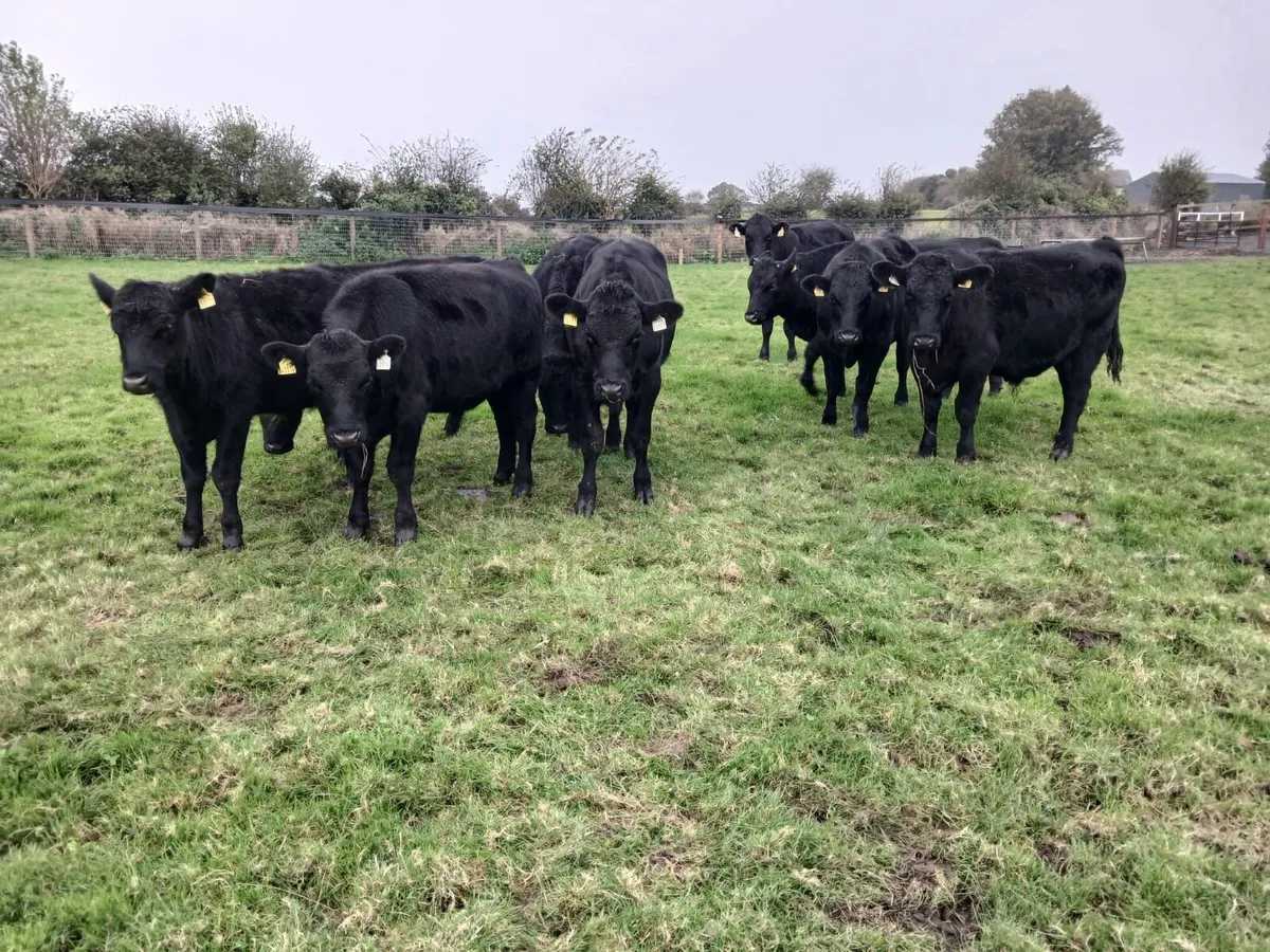 10 super 330 kilo angus bullocks for sale - Image 2