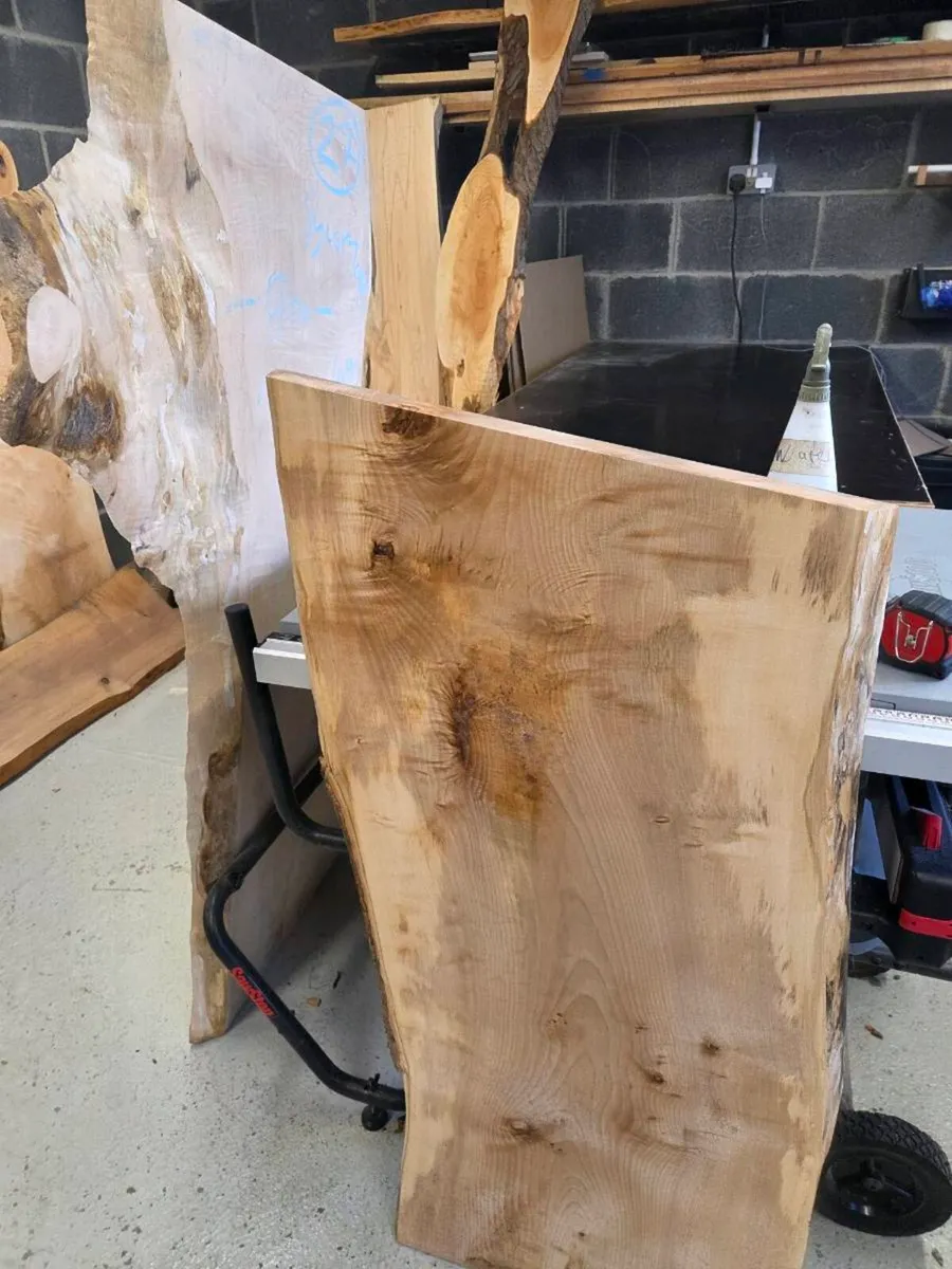 Live edge sycamore slab - Kiln Dried - Image 2