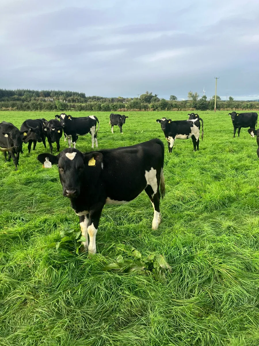15 Dairy heifer calves - Image 3