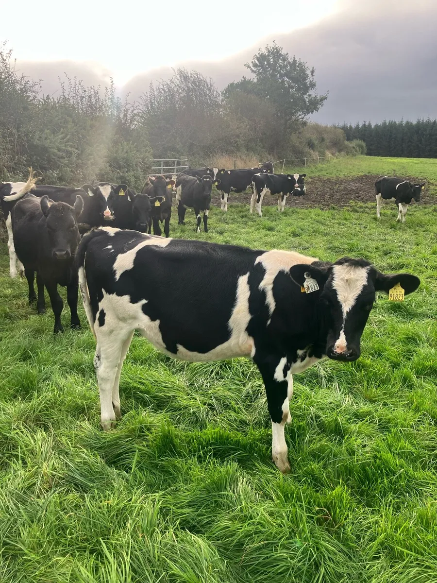 15 Dairy heifer calves - Image 2