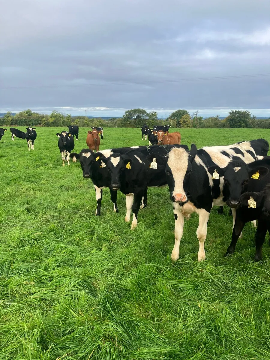 15 Dairy heifer calves - Image 1