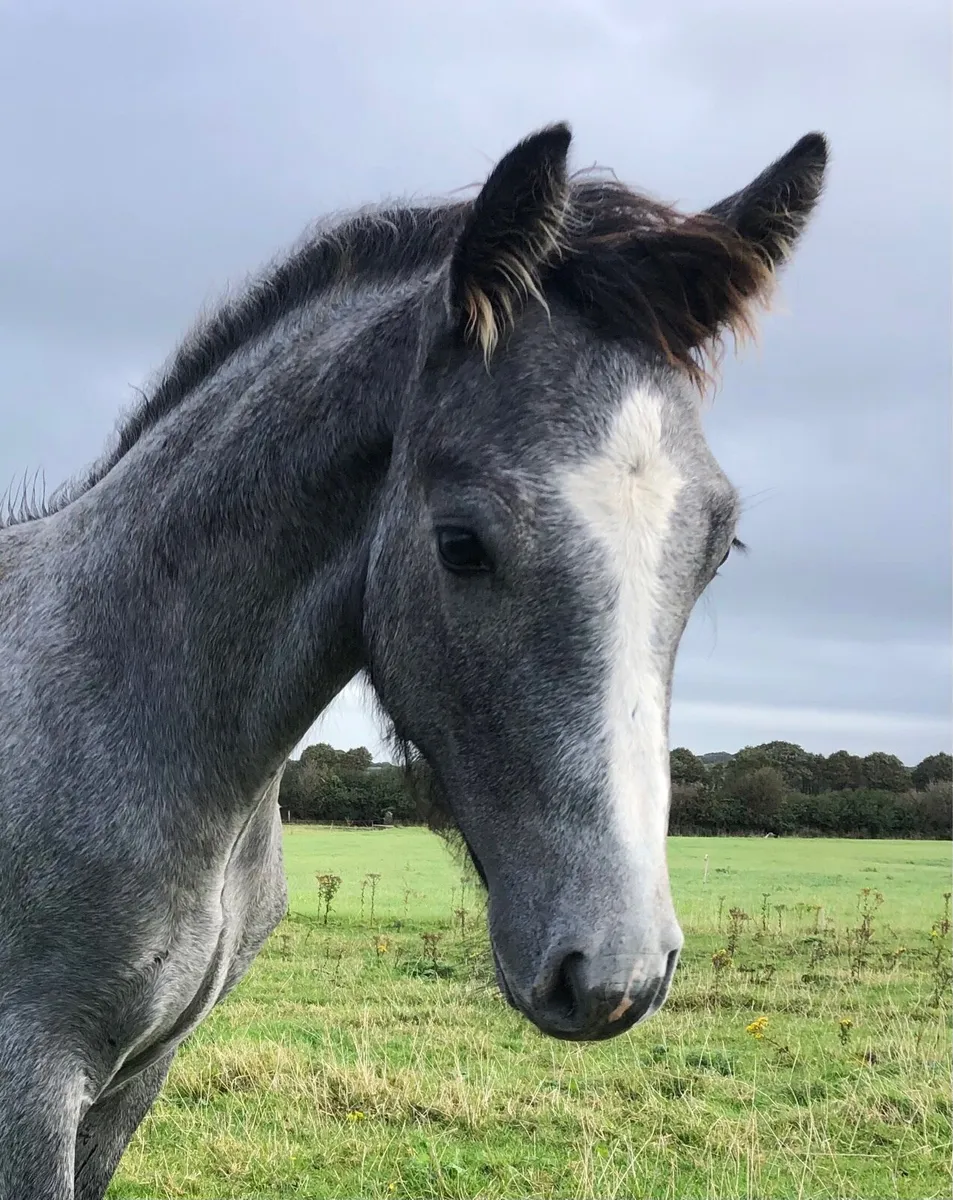 Connemara Foals Milltown Mart 17th October - Image 3