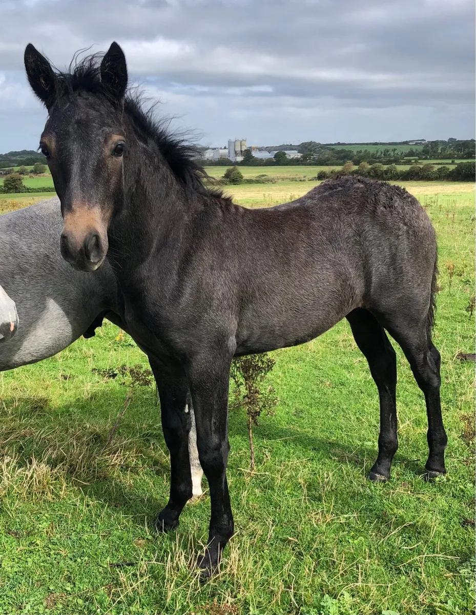 Connemara Foals Milltown Mart 17th October - Image 4