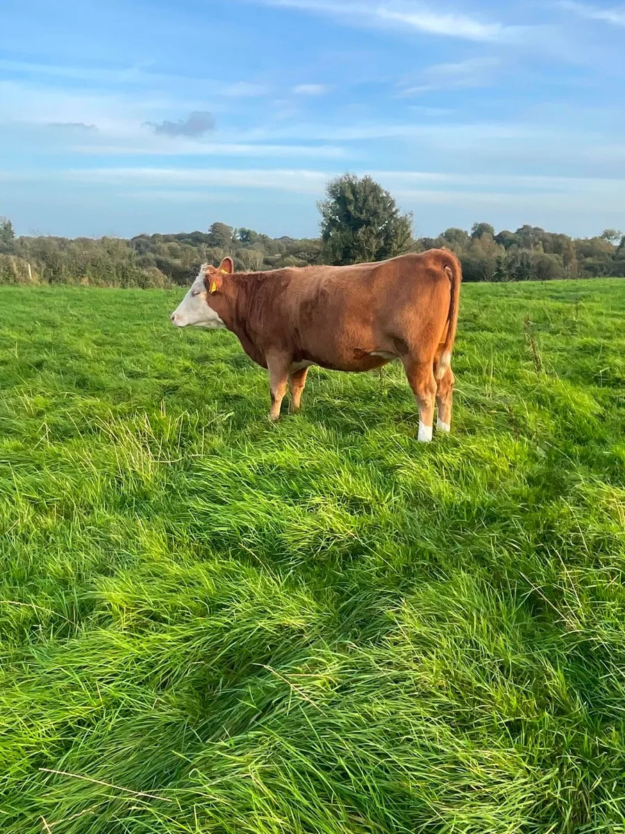 In calf heifers - Image 1