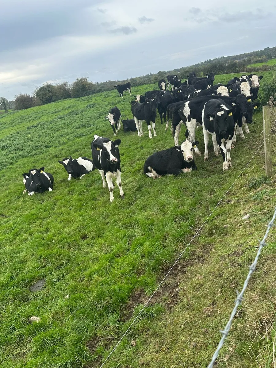 Contract rearing - Image 1