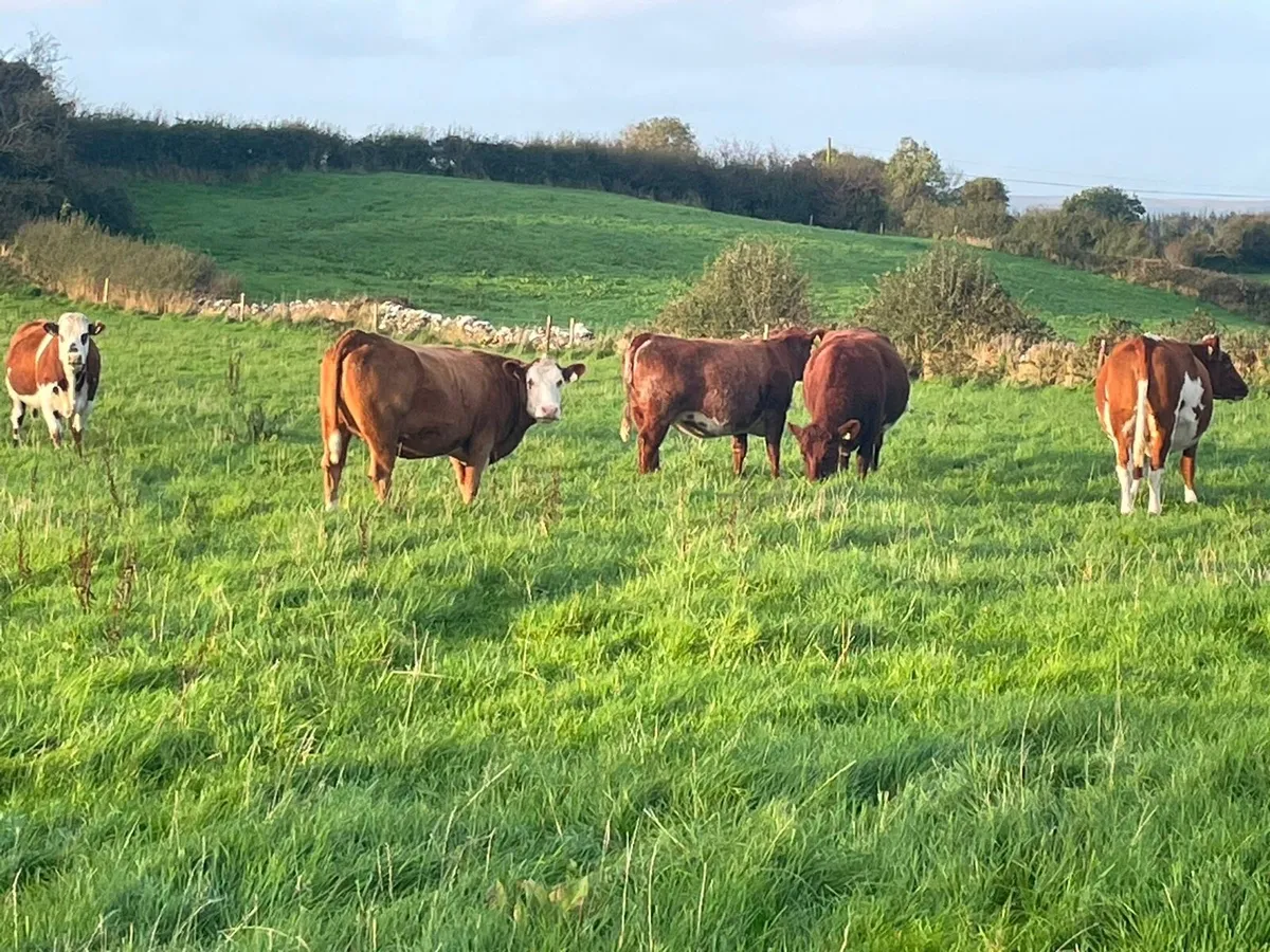In calf heifers - Image 2