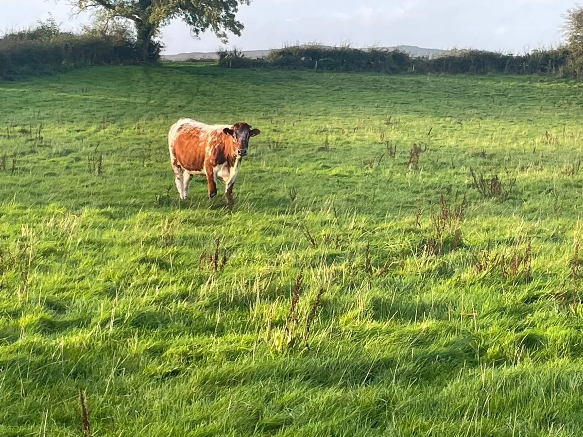 In calf heifers - Image 4