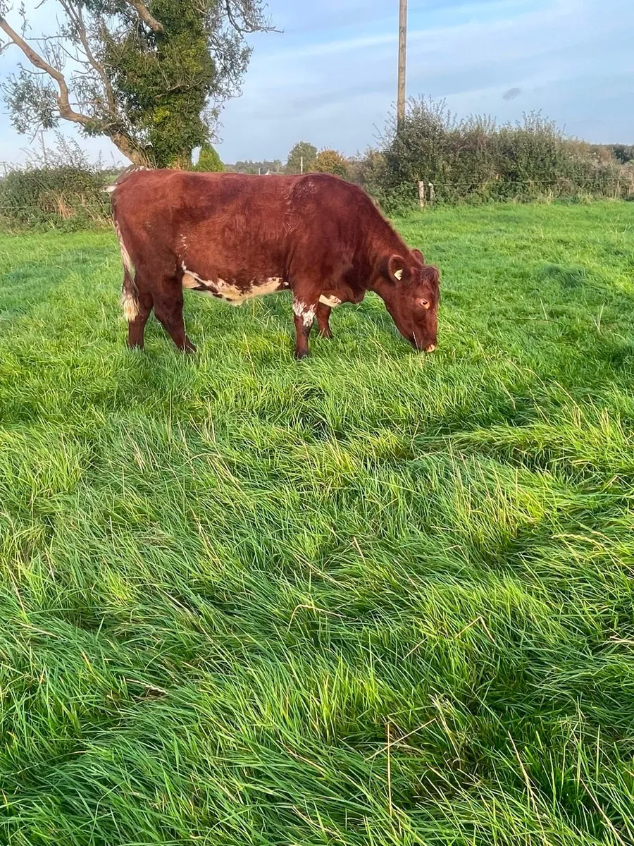 In calf heifers - Image 3
