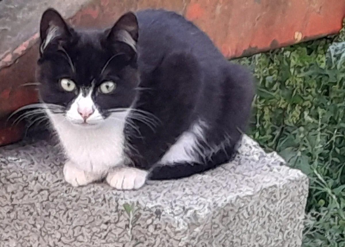 Lovely Kittens for Sale - Image 1