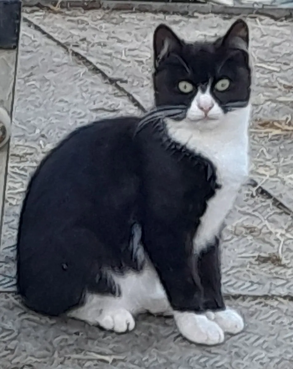 Lovely Kittens for Sale - Image 2