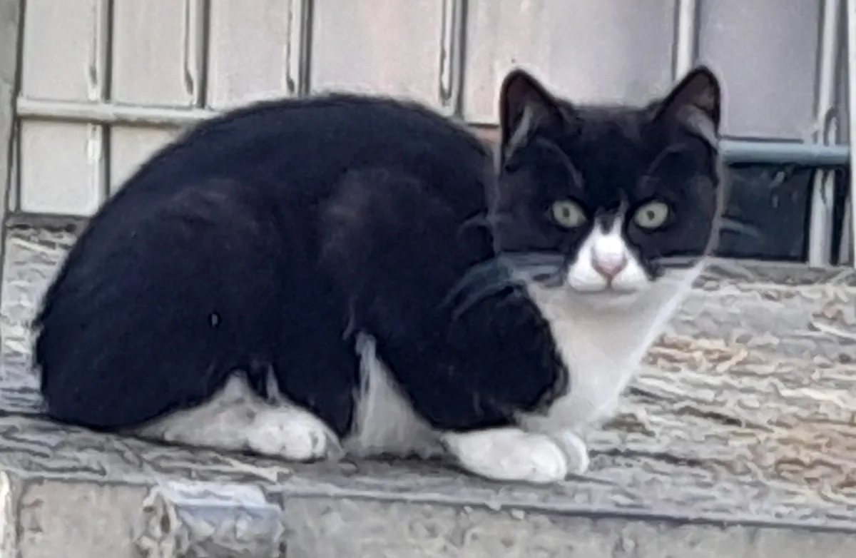 Lovely Kittens for Sale - Image 3