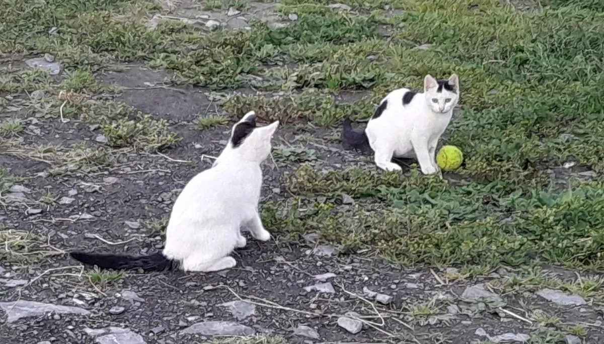 Lovely Kittens for Sale - Image 4