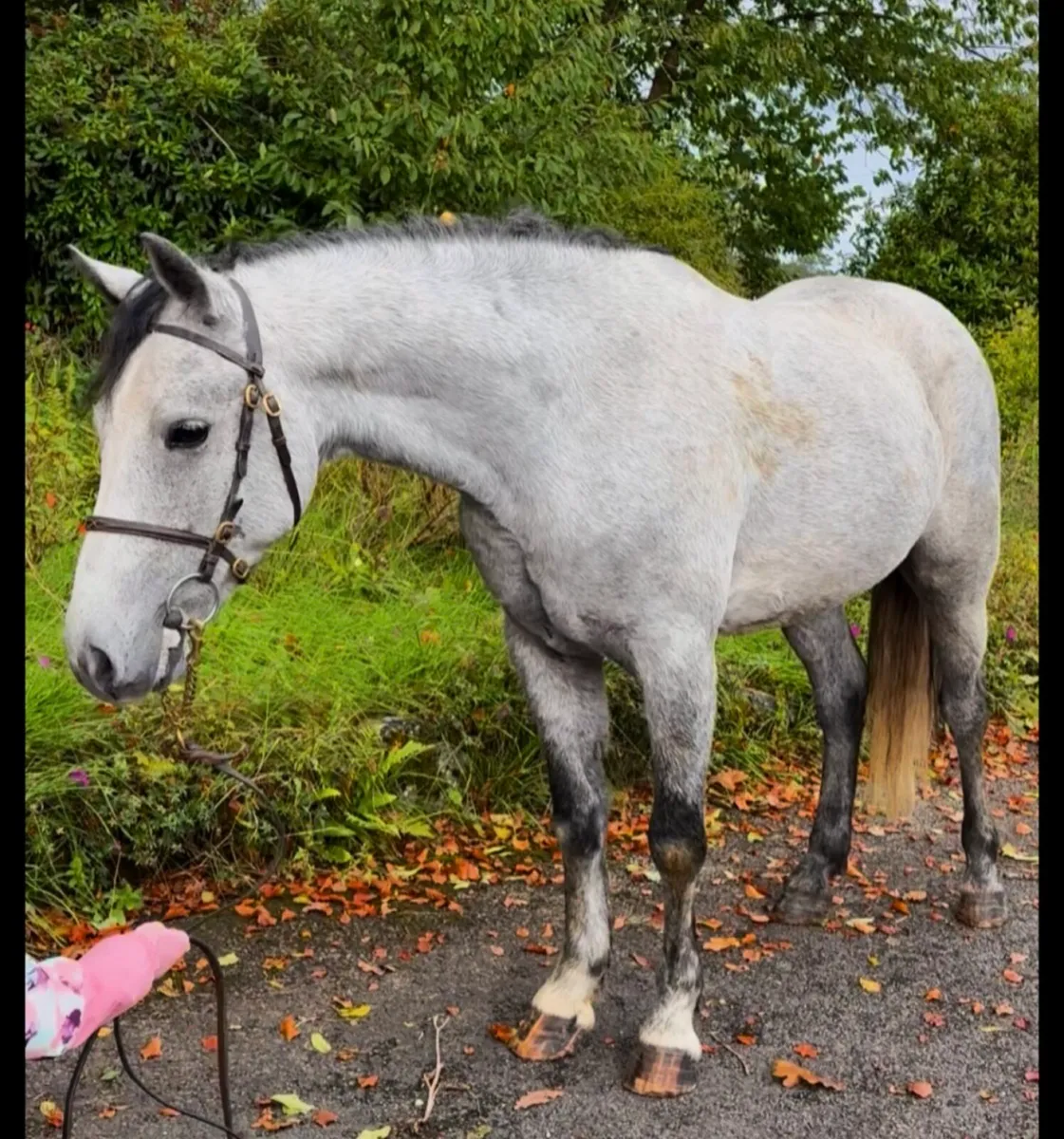Connemara gelding - Image 1