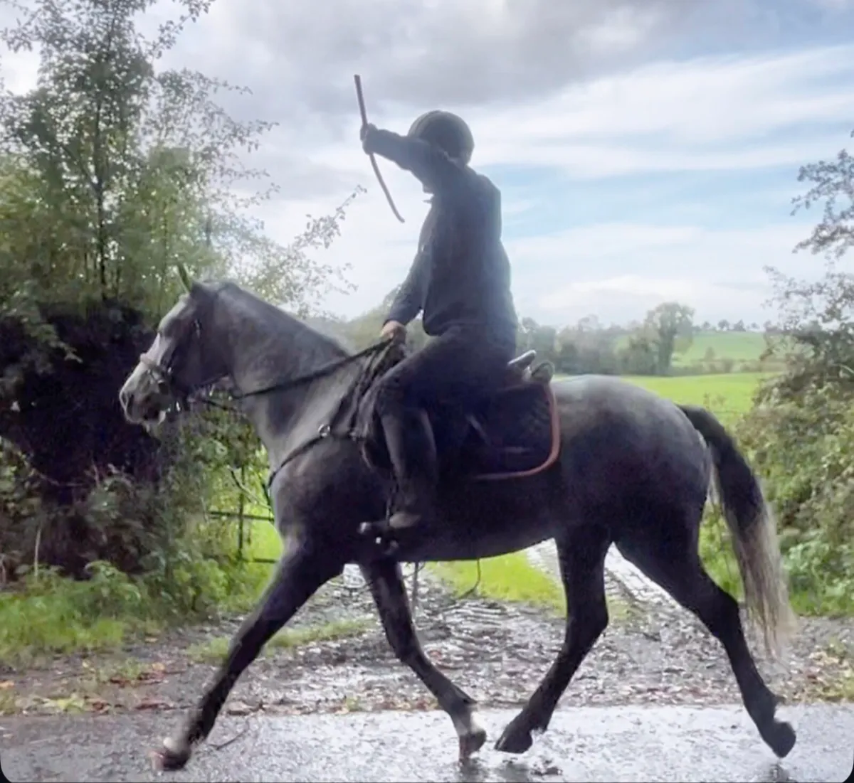 Connemara gelding - Image 4