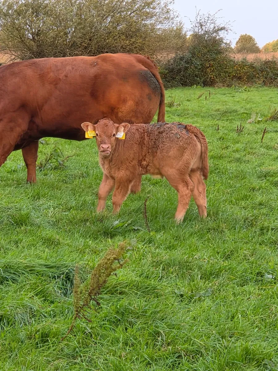 COW AND CALF - Image 2