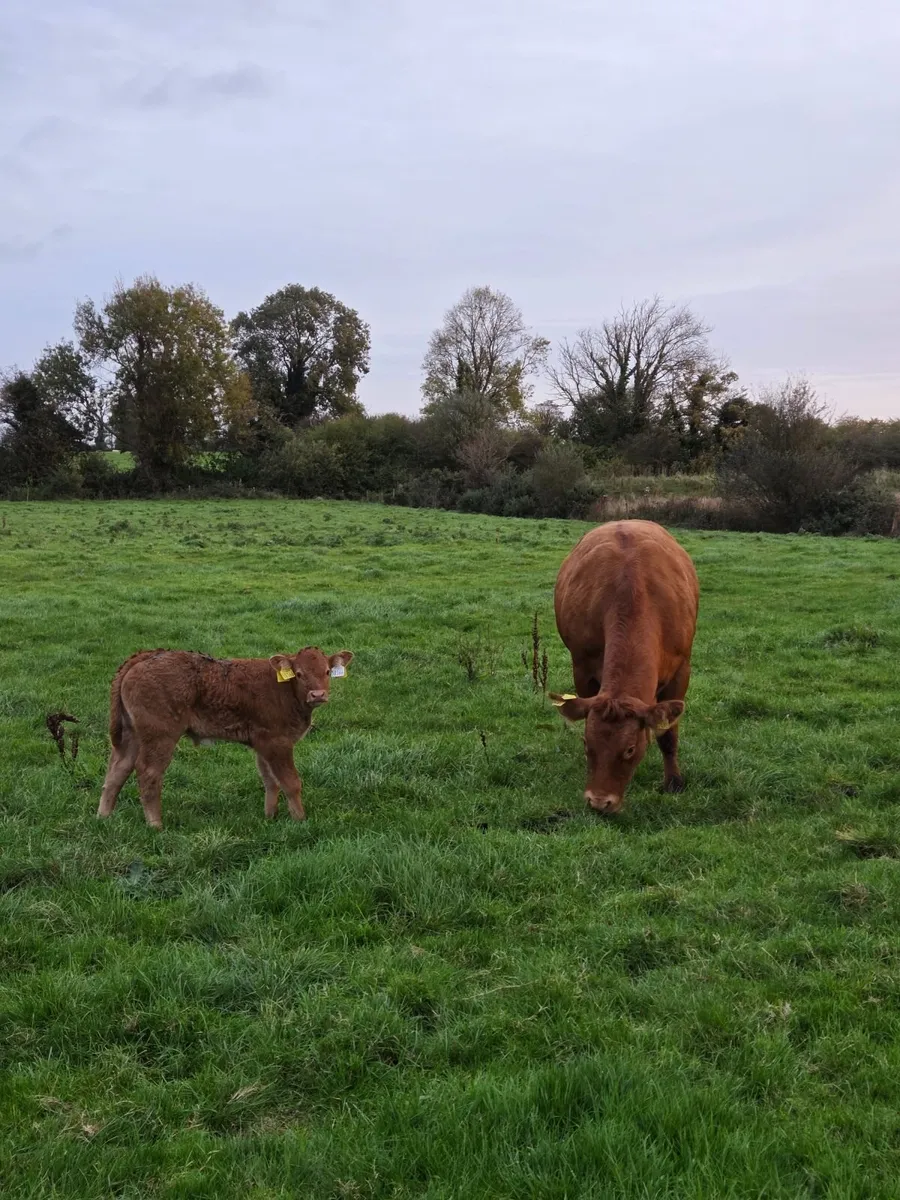COW AND CALF - Image 3